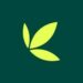 Bamboo App Crashes